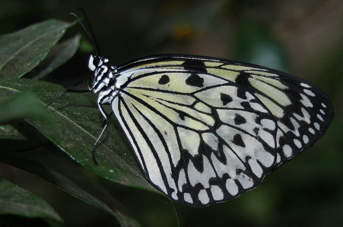 Butterflys